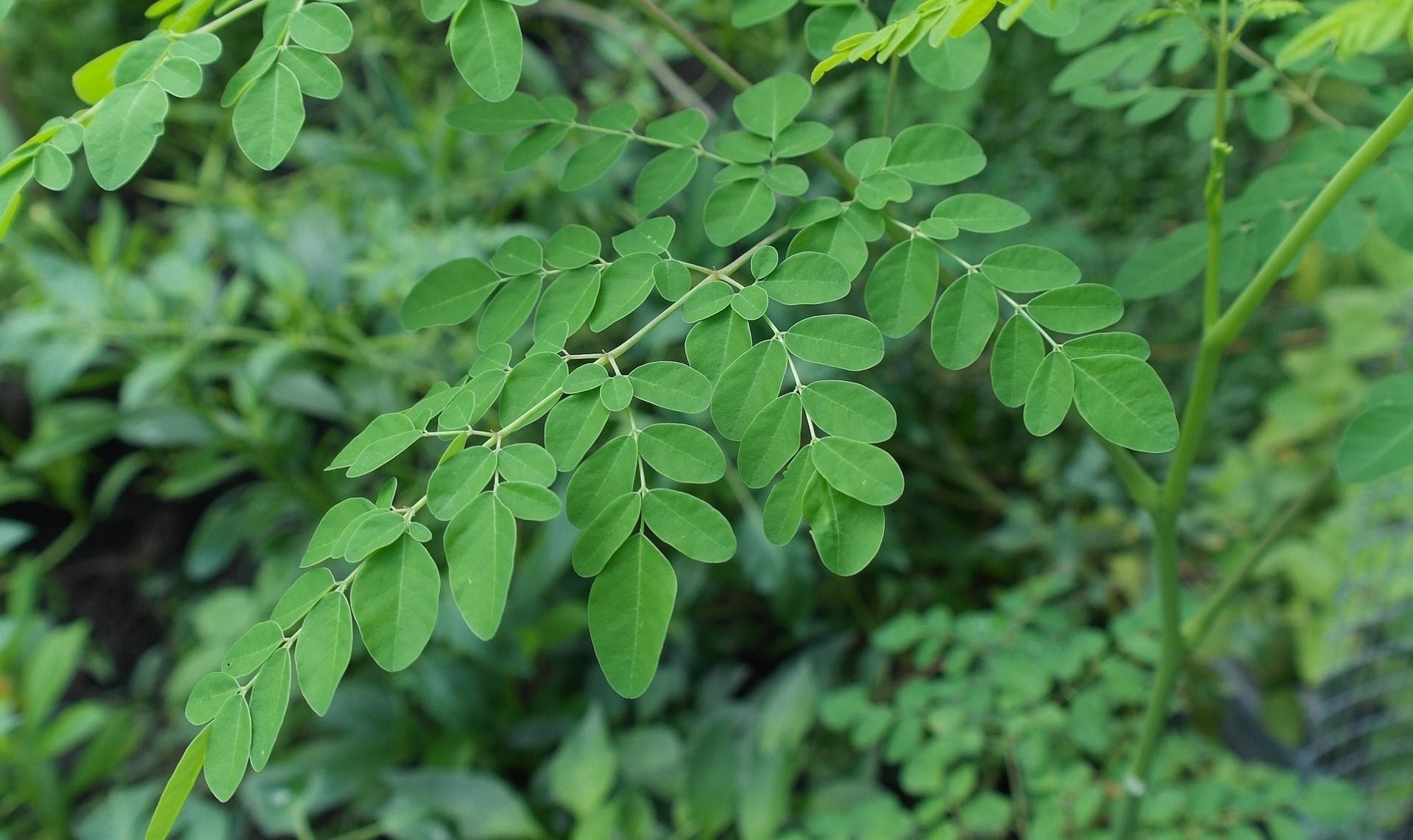 Moringa The Miracle Tea Brooklyn Tea