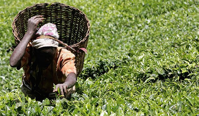 Kenyan Tea production