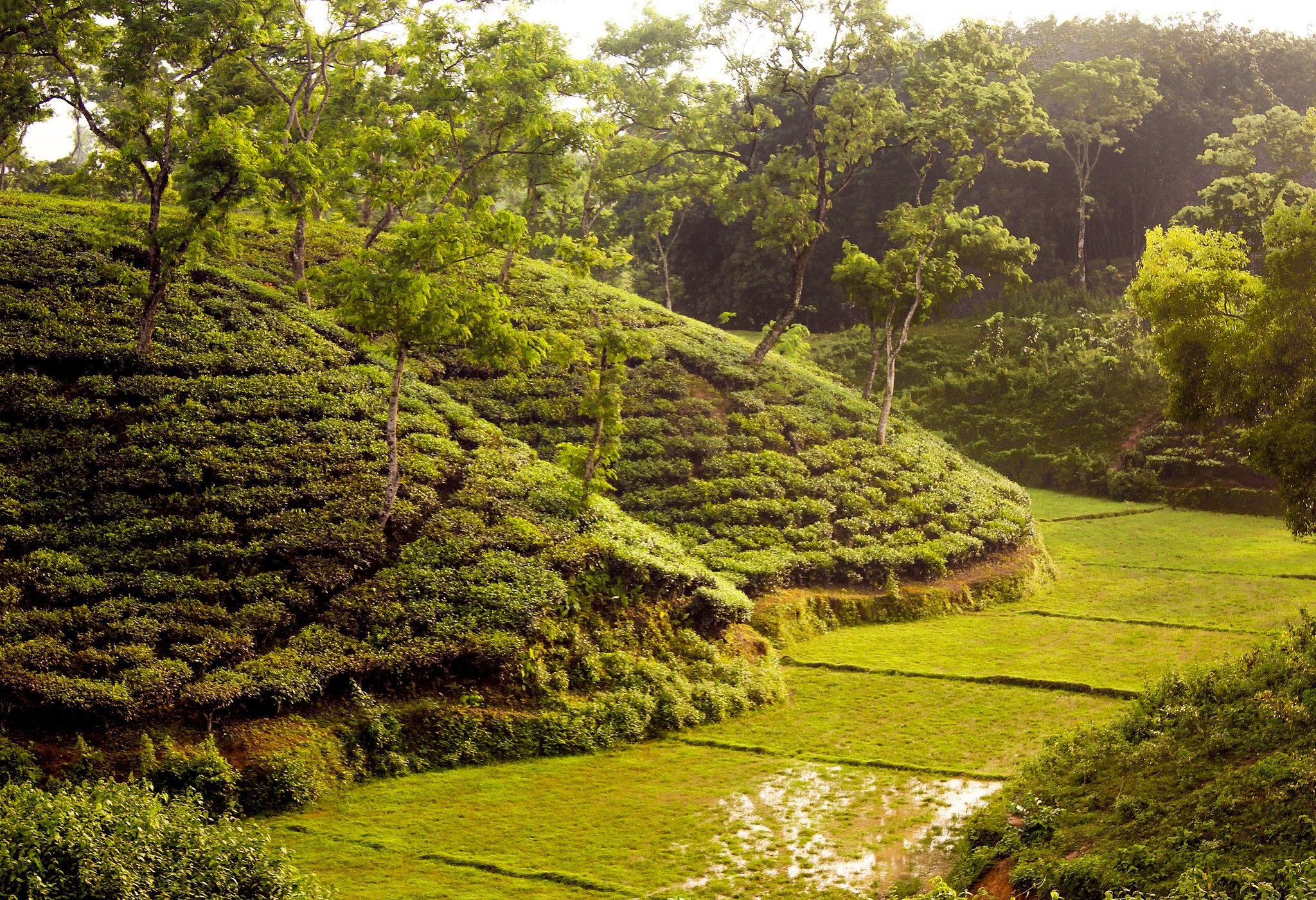 Tea culture in Bangladesh