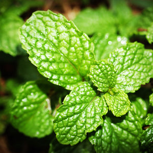 History and Health Benefits of Peppermint Tea