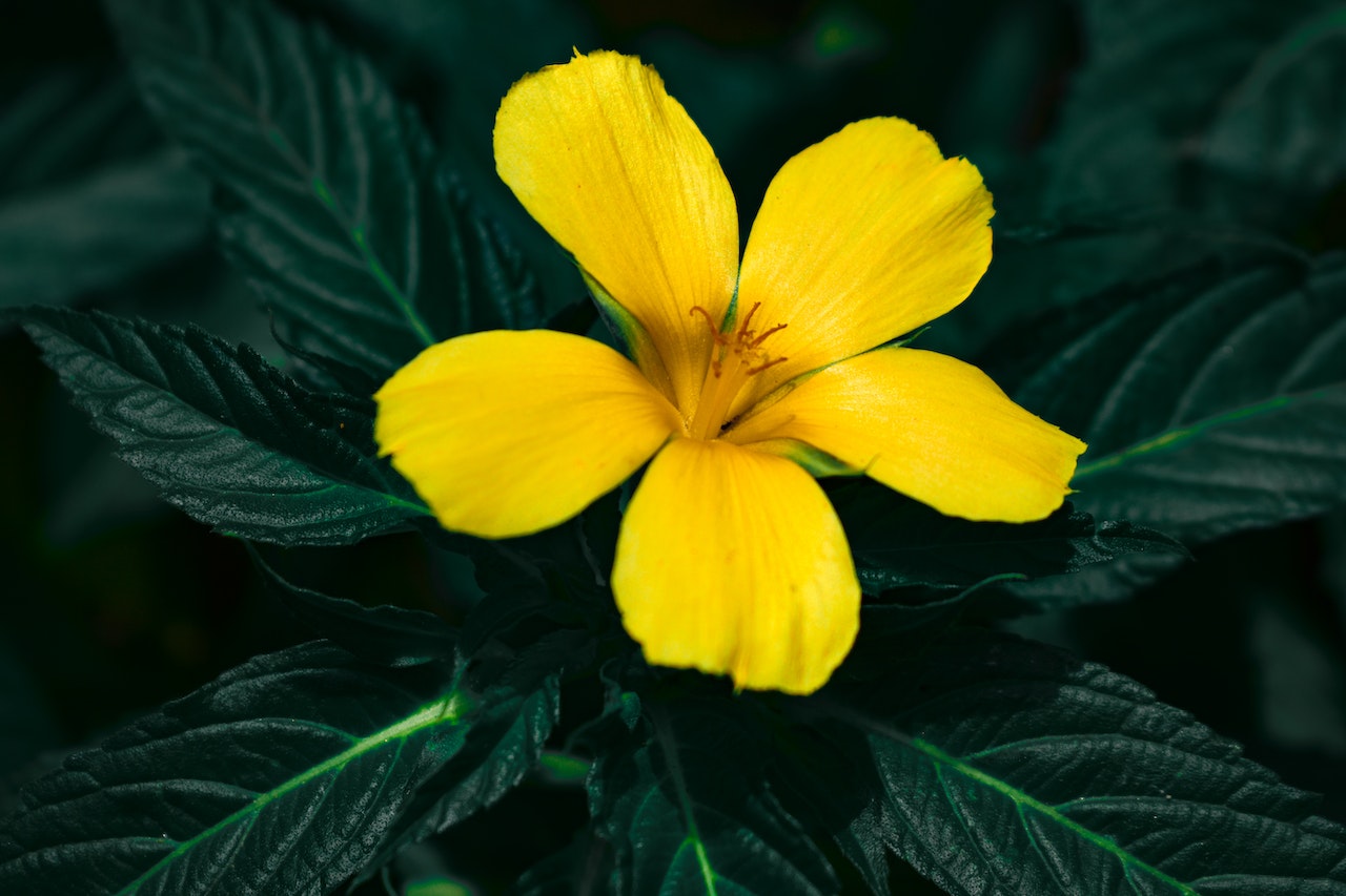 The Health Benefits and Tradition of Damiana