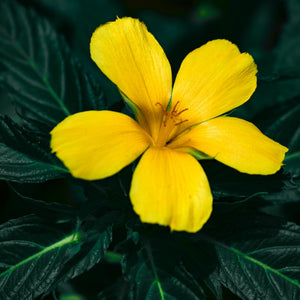 The Health Benefits and Tradition of Damiana